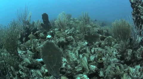 Blue Striped Grunts Video stock 2870719