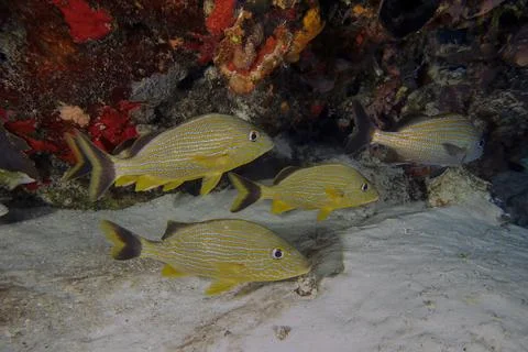 Blue Striped Grunts (Haemulon sciurus) in Cozumel, Mexico Фото