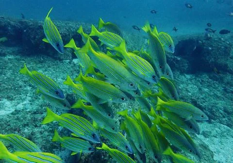Blue striped snapper Stock Photos