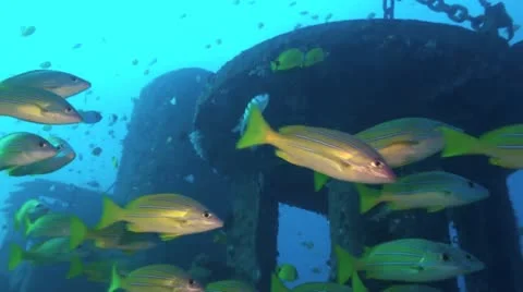 Blue Striped Snapper on Shipwreck Stock Footage 10890945