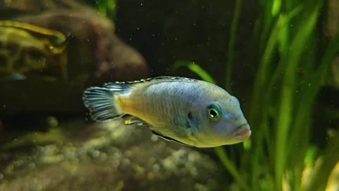 A blue stripped cichlid fish Stock Footage 269841059