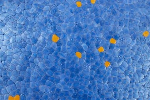 Blue styrofoam  structure with orange dots, abstract textured pattern, close  Stock Photos