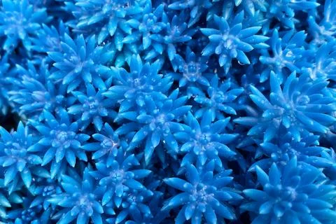 Blue succulent background. Close-up macro shot of succulent plant Stock Photos