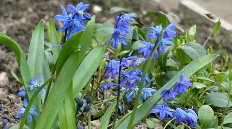 Blue summer flowers Stock Footage 742823
