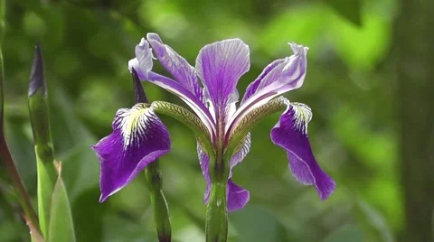 Blue Summer Iris Flower Gently Blowing in the Wind Stock-Footage 48846803