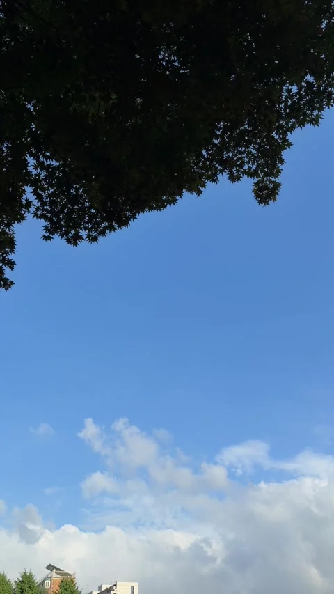 Blue Summer Sky Background With White Clouds and Backlit Tree Canopy Stock Footage 340020703
