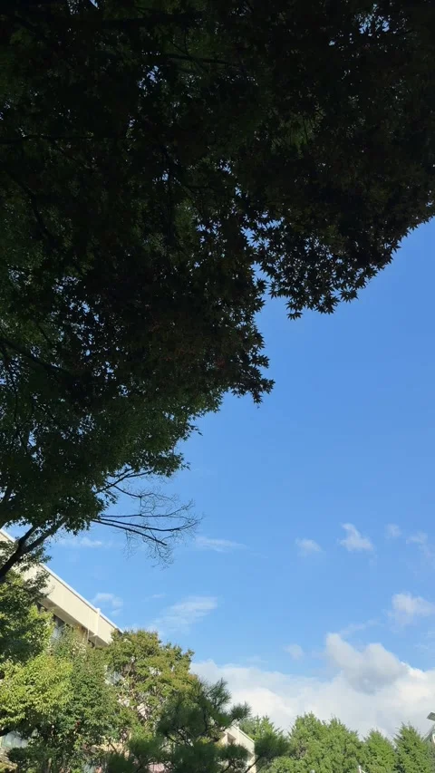 Blue Summer Sky Framed by Green Tree Canopy Over Residential Buildings Stock Footage 340020790