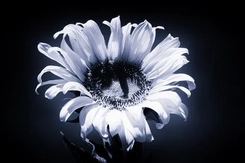 Blue Sunflower Stock-Fotos