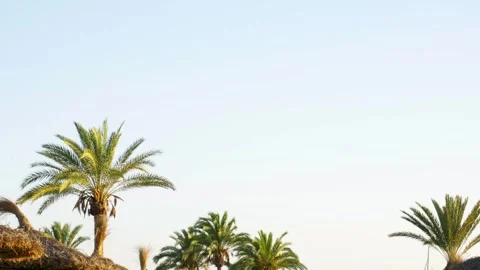 Blue sunset sky in Mallorca with palm trees, a beach umbrella, Mallorca, Spain Stock Footage 282551661