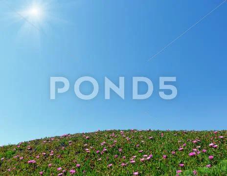 Blue sunshine sky and pink flowers on hillside. Stock Photos