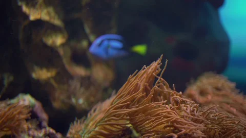 Blue surgeon fish Stock Footage 127772174