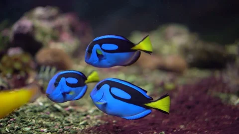 Blue surgeon fish Stock Footage 127772509