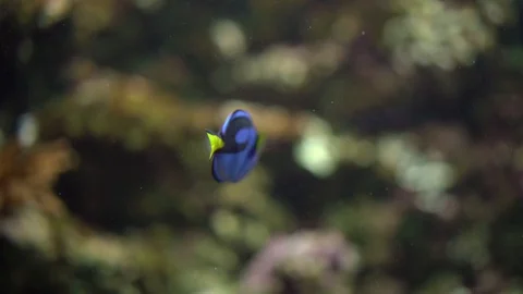 Blue surgeon fish Stock Footage 127772603
