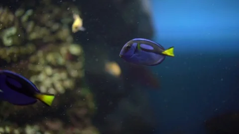 Blue surgeon fish Stock Footage 127772709