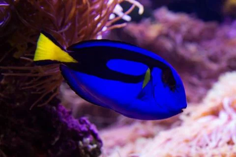 Blue surgeonfish Stock Photos