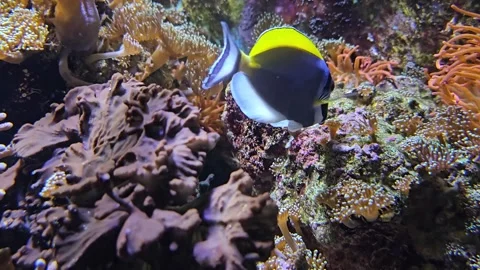 A blue surgeonfish underwater Stock Footage 295214901
