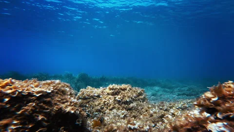 The Blue Surrounding The Deep Sea Environment Stock Footage 301919141