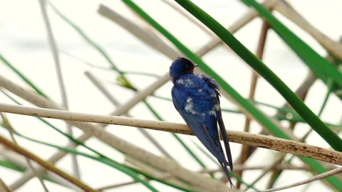 Blue Swallow perched on a marsh grass in the middle of the lake.  Stock Footage 241906055