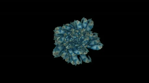 Blue swirl fancy pattern,like as bloom flower,Vegetables,leave,plants,petal,cabb Stock Footage 795581