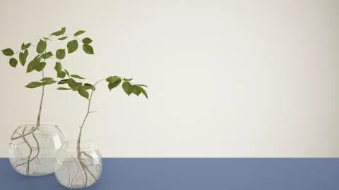 Blue table top or shelf with glass vase with hydroponic plant, ornament, root Stock Illustration