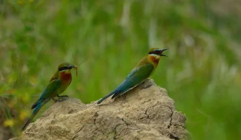 Blue tail bee eater bird in habitat Stock Photos