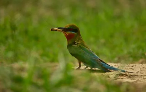 Blue tail bee eater bird in habitat Stock Photos