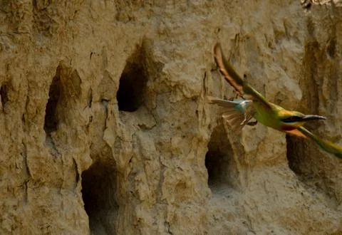 Blue tail bee eater bird in habitat Stock Photos