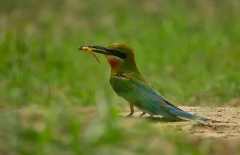 Blue tail bee eater bird in habitat Stock-Fotos