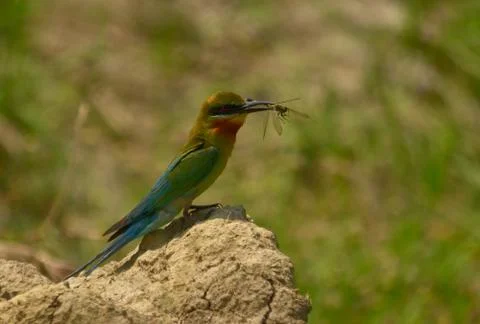 Blue tail bee eater bird in habitat Stock-Fotos