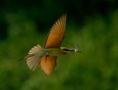 Blue tail bee eater bird in habitat Stock Photos