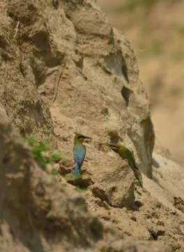 Blue tail bee eater bird in habitat Stock Photos