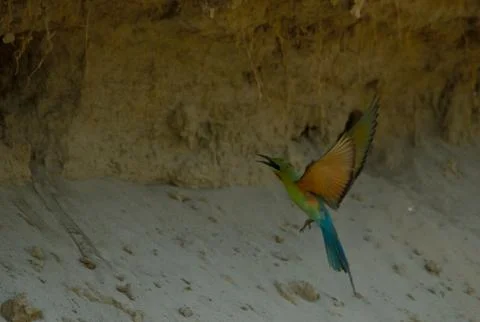 Blue tail bee eater bird in habitat Stock Photos