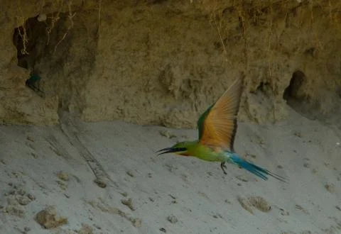 Blue tail bee eater bird in habitat Stock Photos