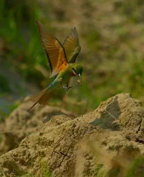 Blue tail bee eater bird in habitat Stock Photos
