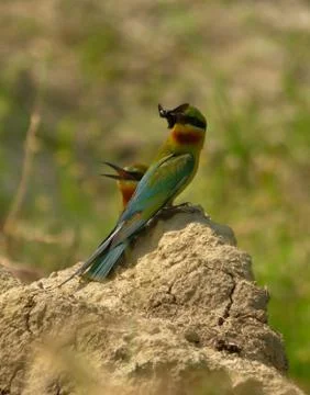 Blue tail bee eater bird in habitat Stock Photos