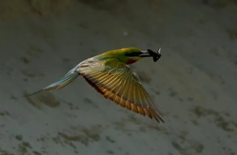 Blue tail bee eater bird in habitat Stock Photos