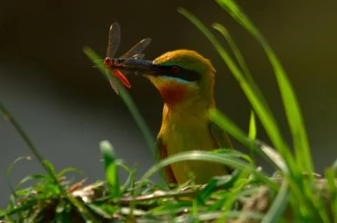 Blue tail bee eater bird in habitat Stock Photos