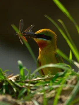 Blue tail bee eater bird in habitat Stock Photos