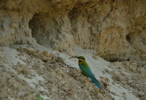 Blue tail bee eater bird in habitat Foto stock