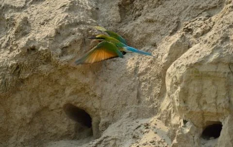 Blue tail bee eater bird in habitat Stock Photos