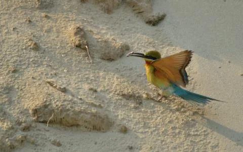 BLUE TAIL BEE EATER BIRD IN HABITAT FOR NESTING Stock Photos