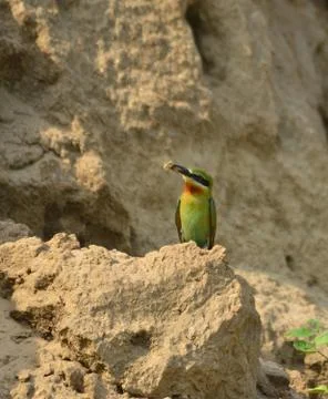 Blue tail bee eater bird in habitat Stock Photos