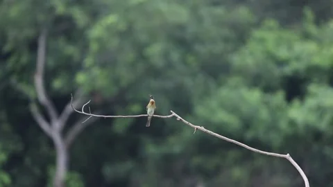 Blue tail bee eater, habing a bee Stock Footage 282787381
