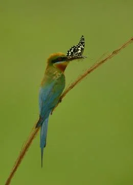 Blue tail bee eater in perch Stock Photos