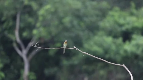 Blue tail beeater killing a bee and Eating Bee Stock Footage 282787213
