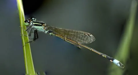 Blue tail damselfy Stock Photos