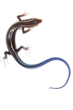 Blue tail skink lizard Foto stock