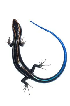 Blue tail skink lizard Stock Photos