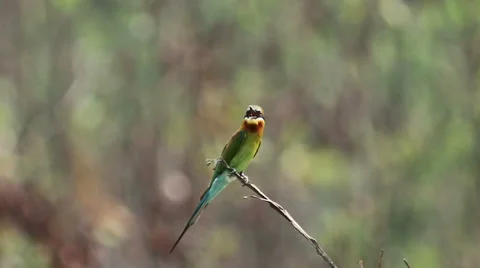 Blue Tailed Bee Eater 01 Stock Footage 34491259