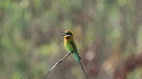 Blue Tailed Bee Eater 02 Stock Footage 34491447